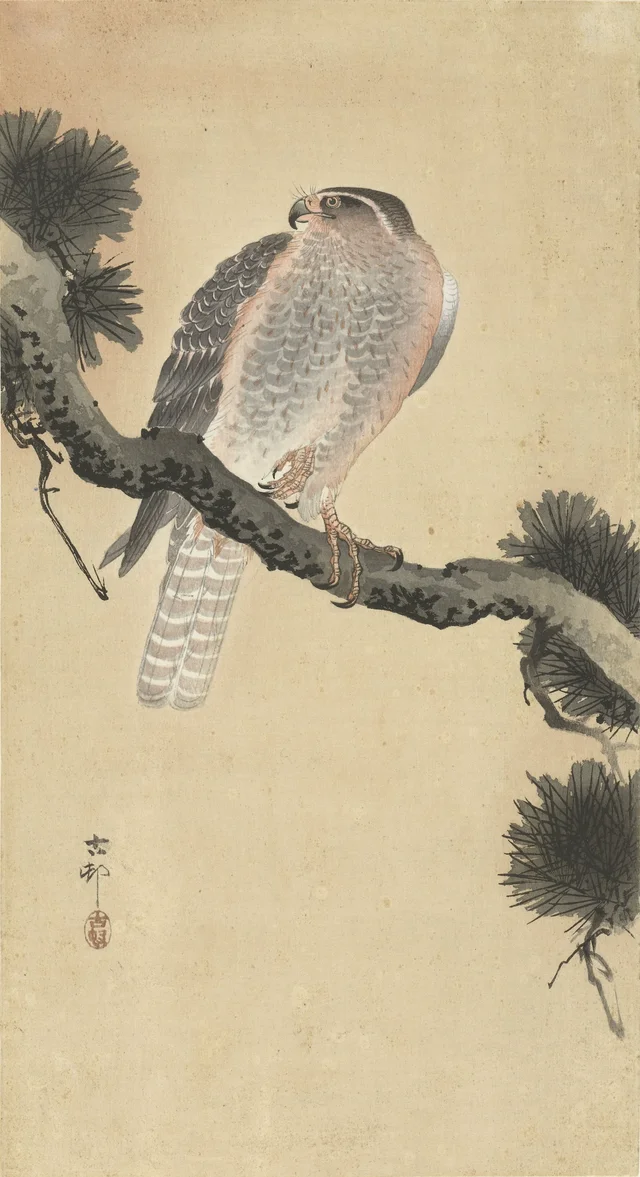 Azor sobre una rama de pino, Ohara Koson