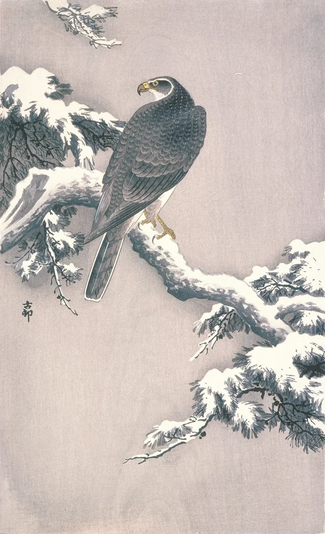 Azor sobre una rama de pino cubierta de nieve