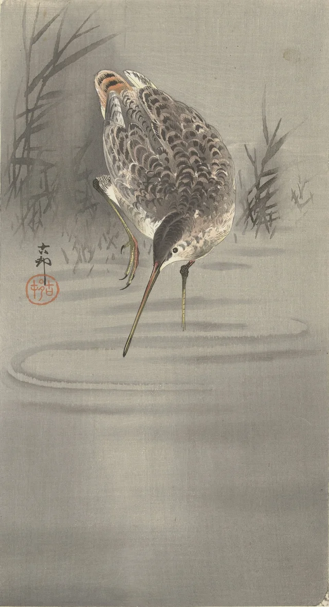Bécassine dans l'eau