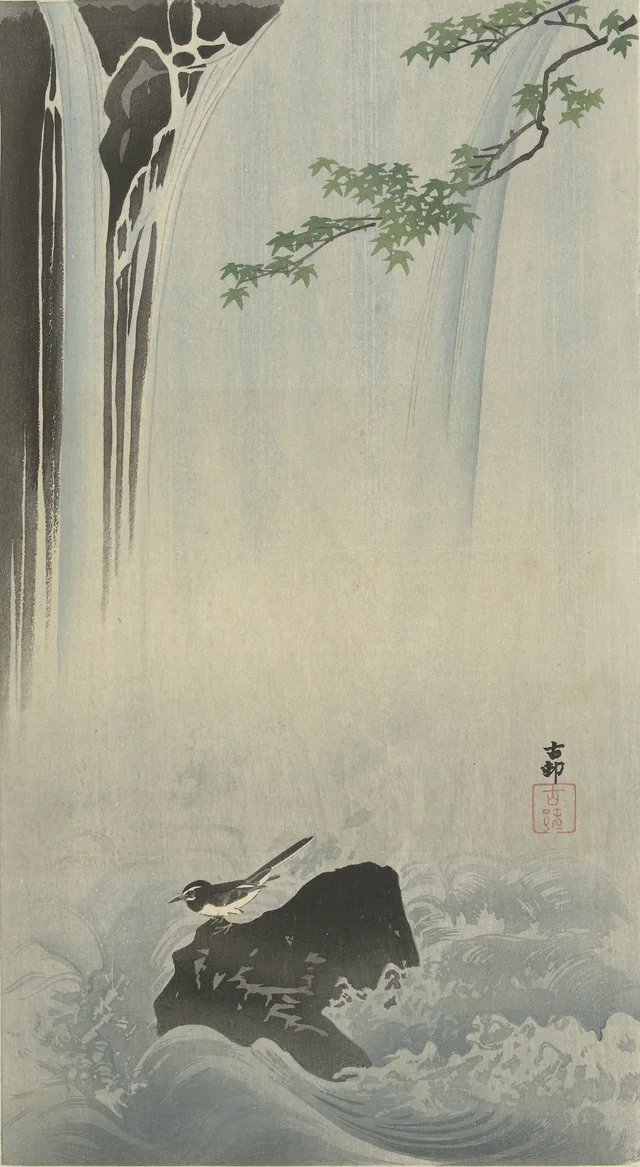 Bergeronnette du Japon près d'une cascade