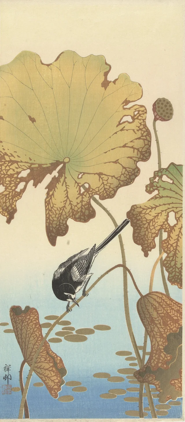 Bergeronnette du Japon sur un lotus
