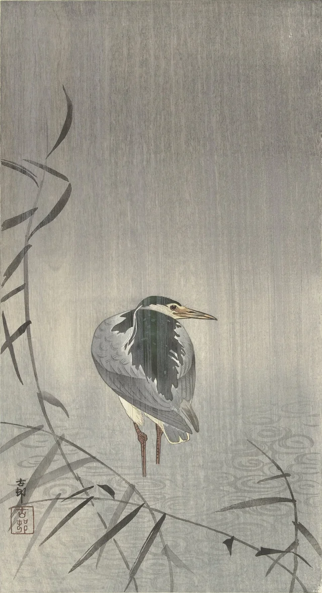 Bihoreau gris sous la pluie