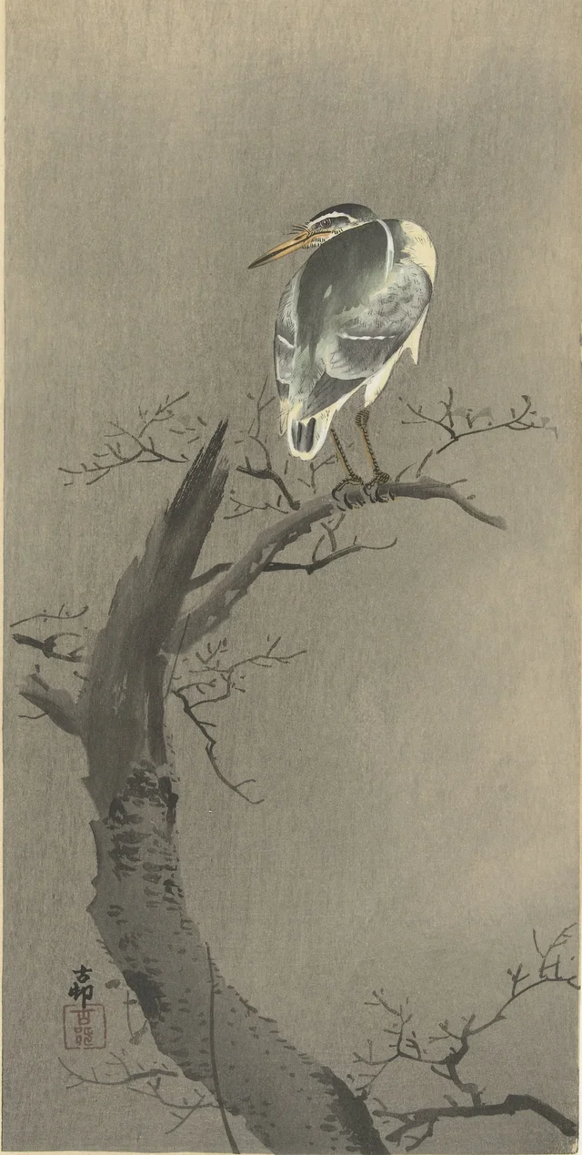 Bihoreau gris sur une branche