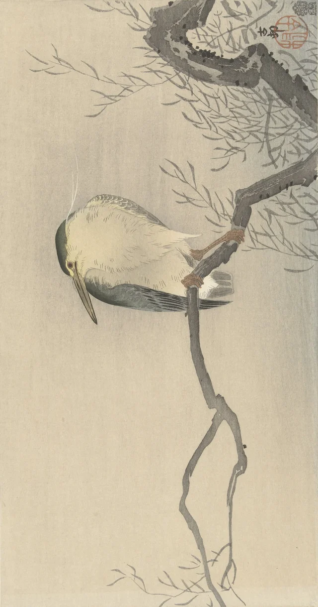 Bihoreau gris sur une branche tortueuse