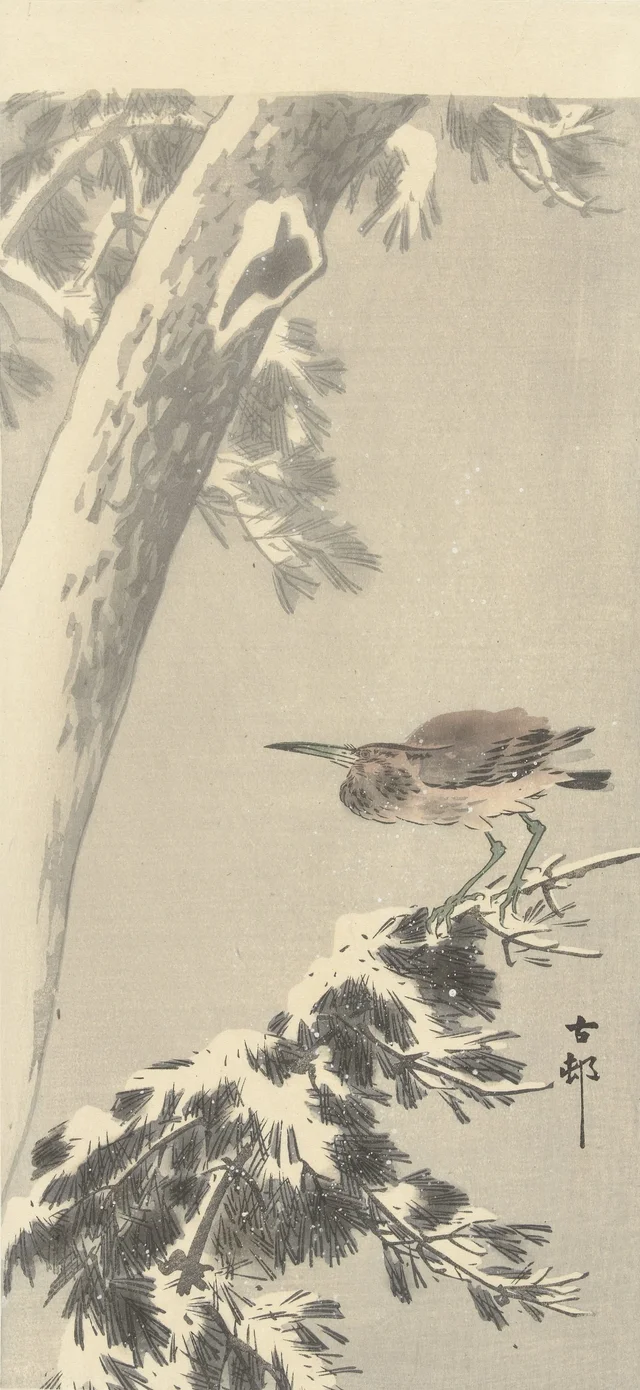 Bihoreau malais sur une branche d'arbre enneigée