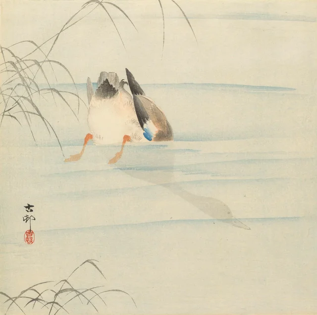 Canard colvert, la tête sous l'eau