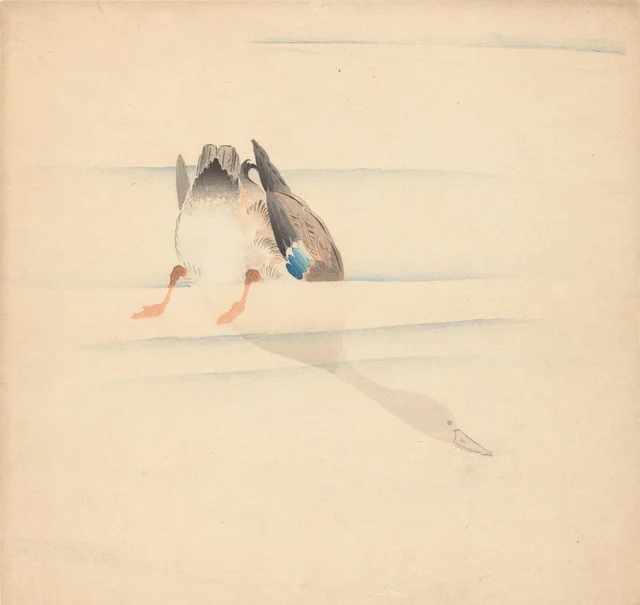 Canard plongeant sous l'eau