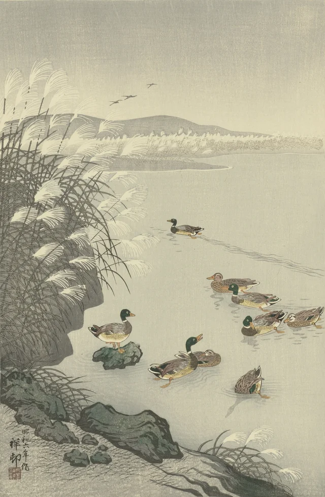 Canards dans l'eau