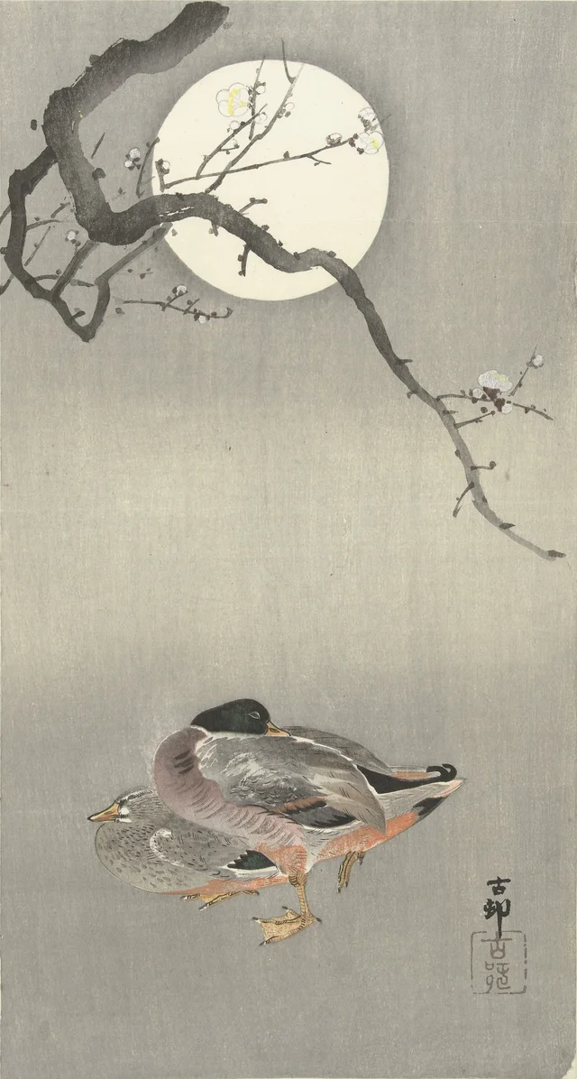 Canards sous la pleine lune