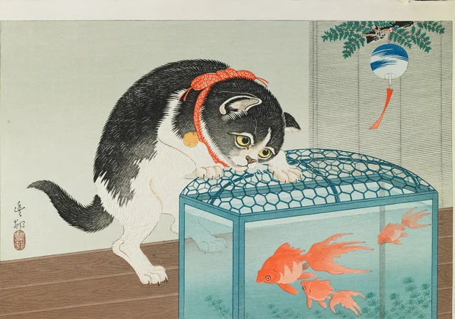 Chat et poissons rouges