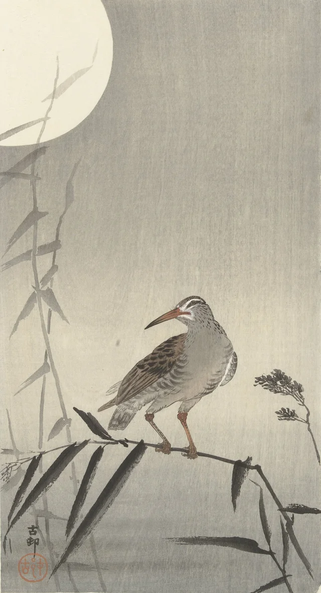 Chevalier arlequin sur une branche de bambou