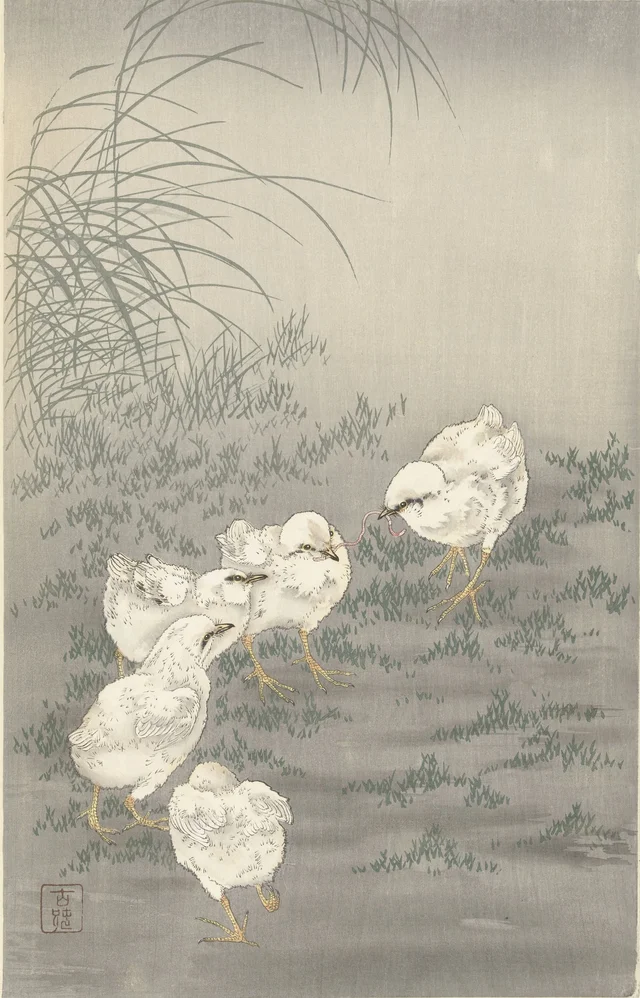 Cinq poussins