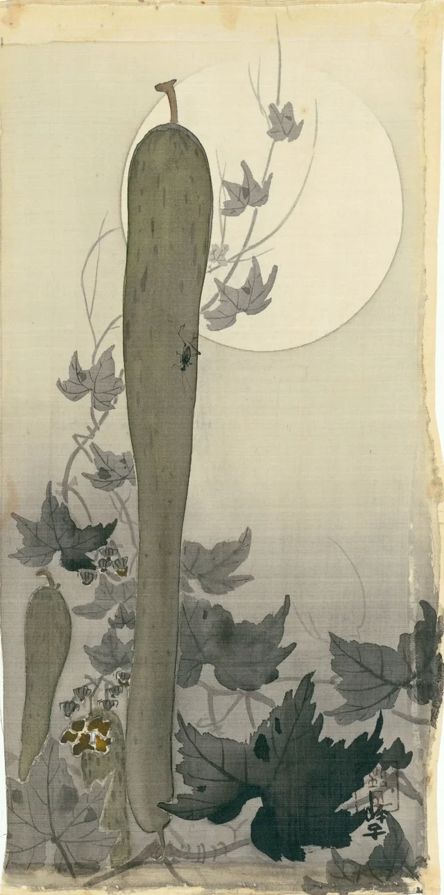 Concombre sauvage et pleine lune