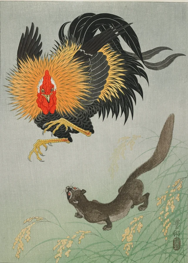 Coq et belette