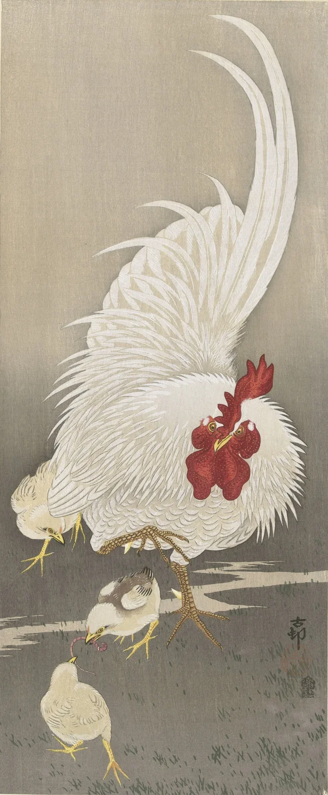 Coq et trois poussins