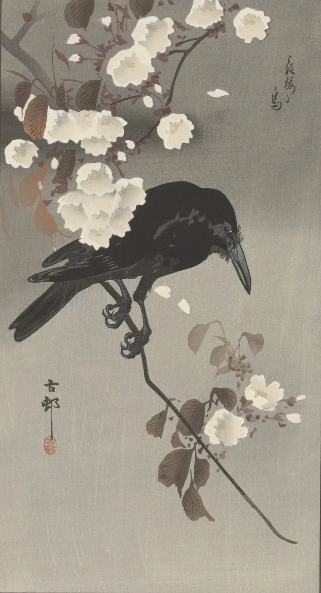 Corbeau et cerisier en fleurs