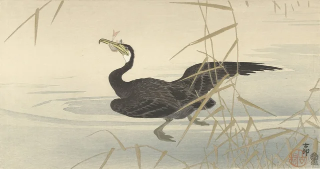 Cormoran avec un poisson