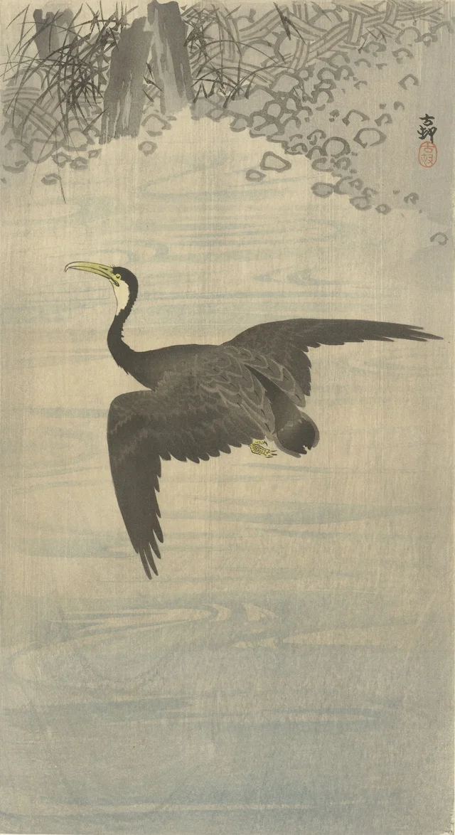 Cormoran en vol