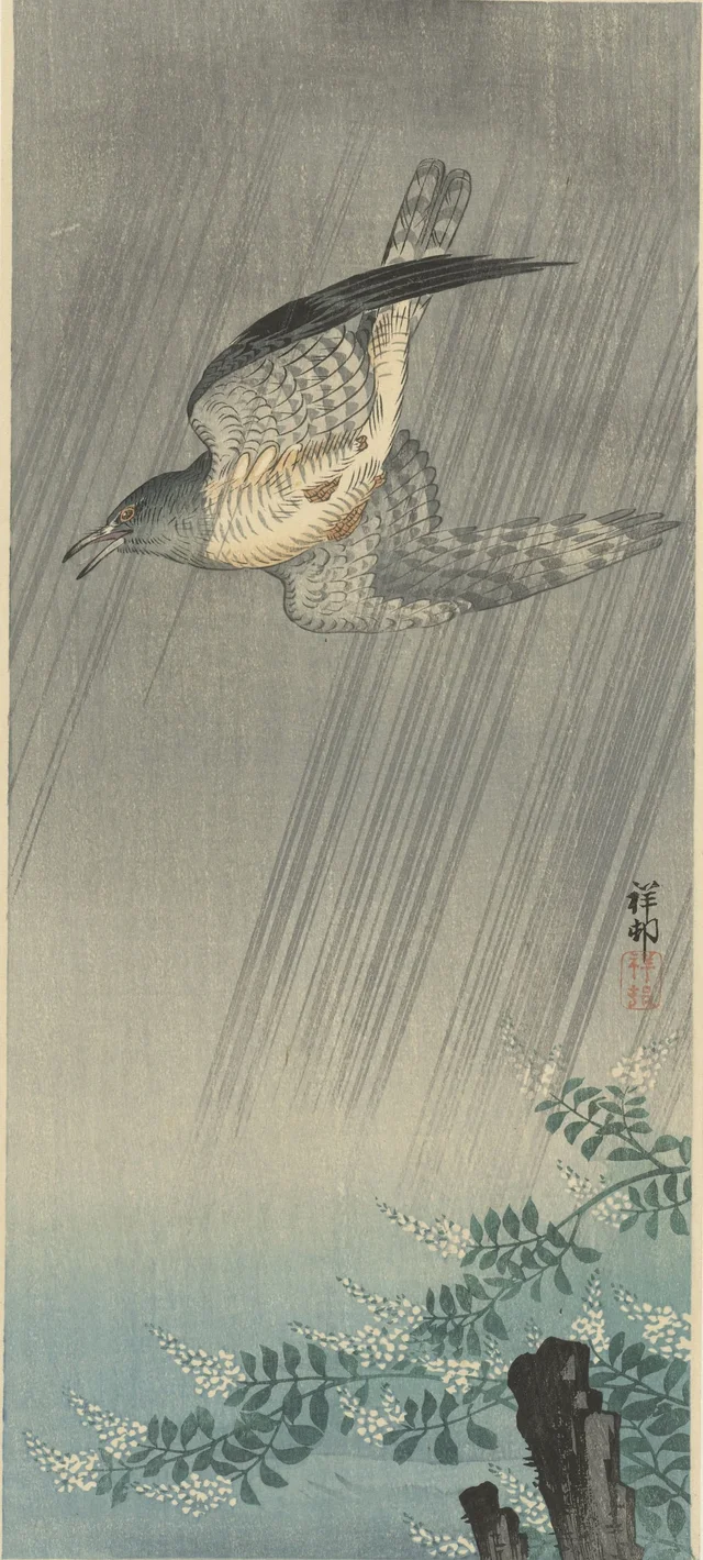 Coucou dans la tempête