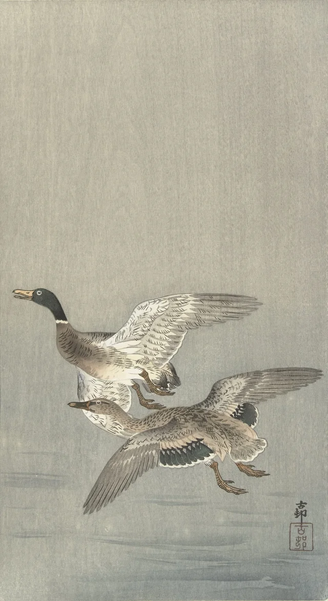 Couple de canards