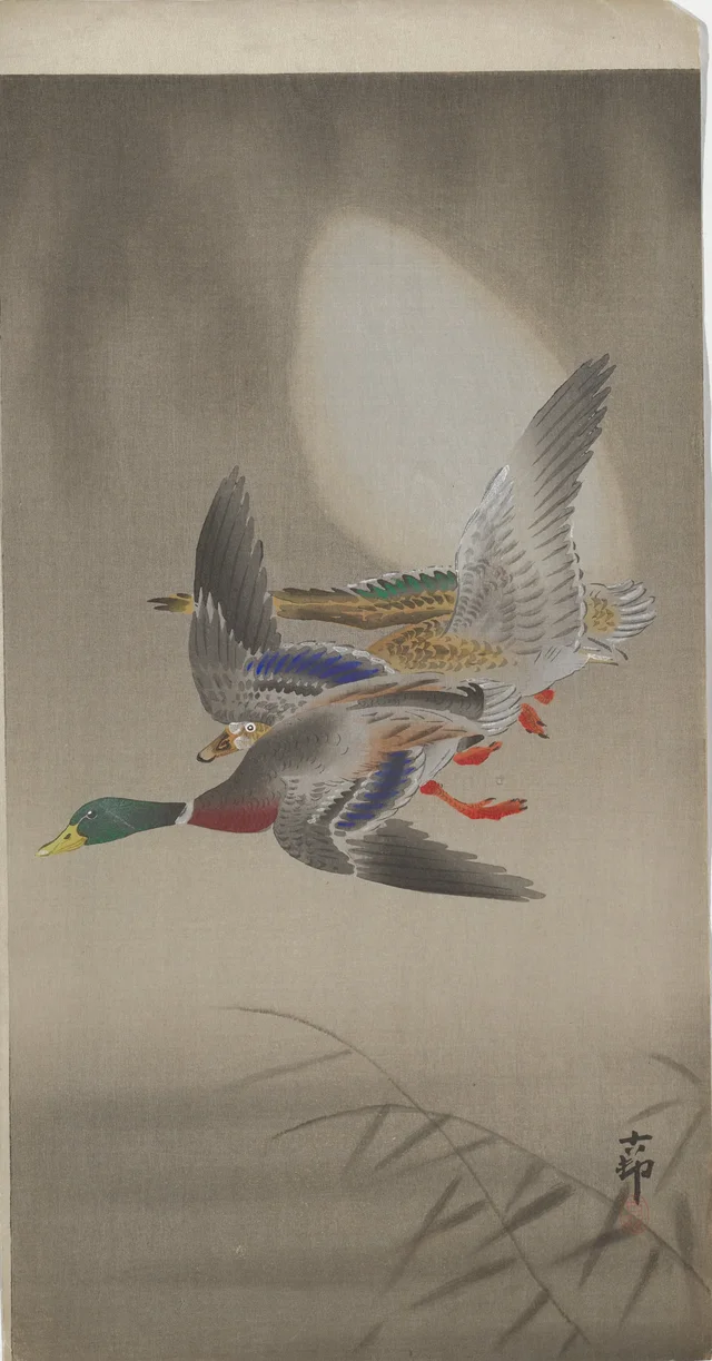 Couple de canards en vol et lune