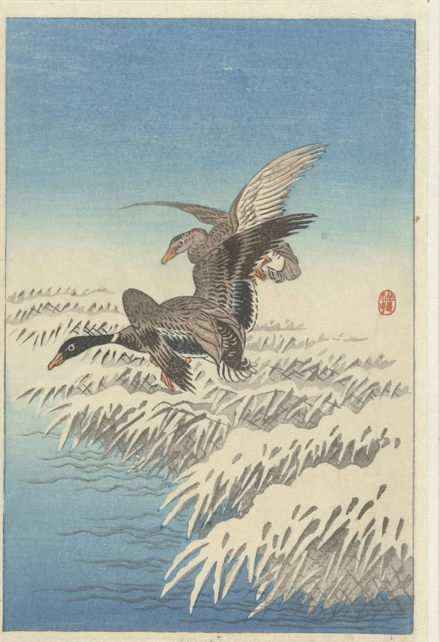 Couple de canards volant au-dessus de roseaux enneigés