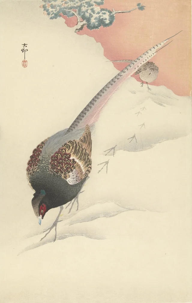 Couple de faisans dans la neige