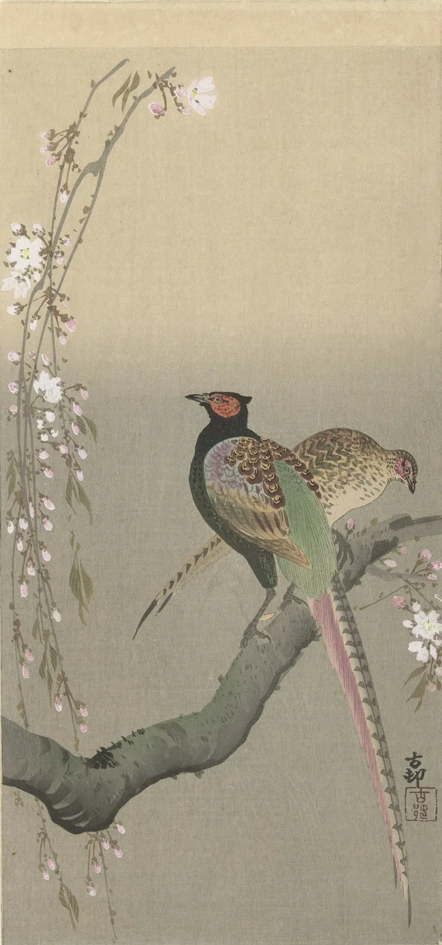 Couple de faisans et cerisier en fleurs