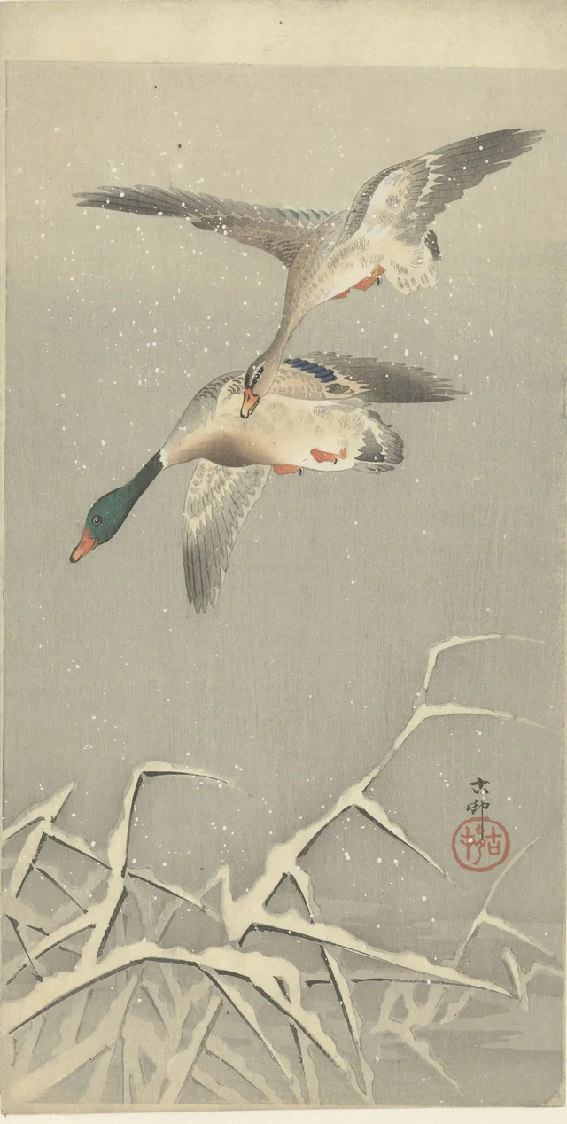Deux canards colverts en vol
