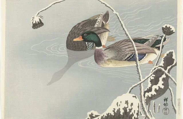 Deux canards colverts près d'un lotus couvert de neige