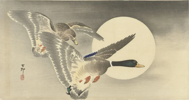 Deux canards sous la pleine lune