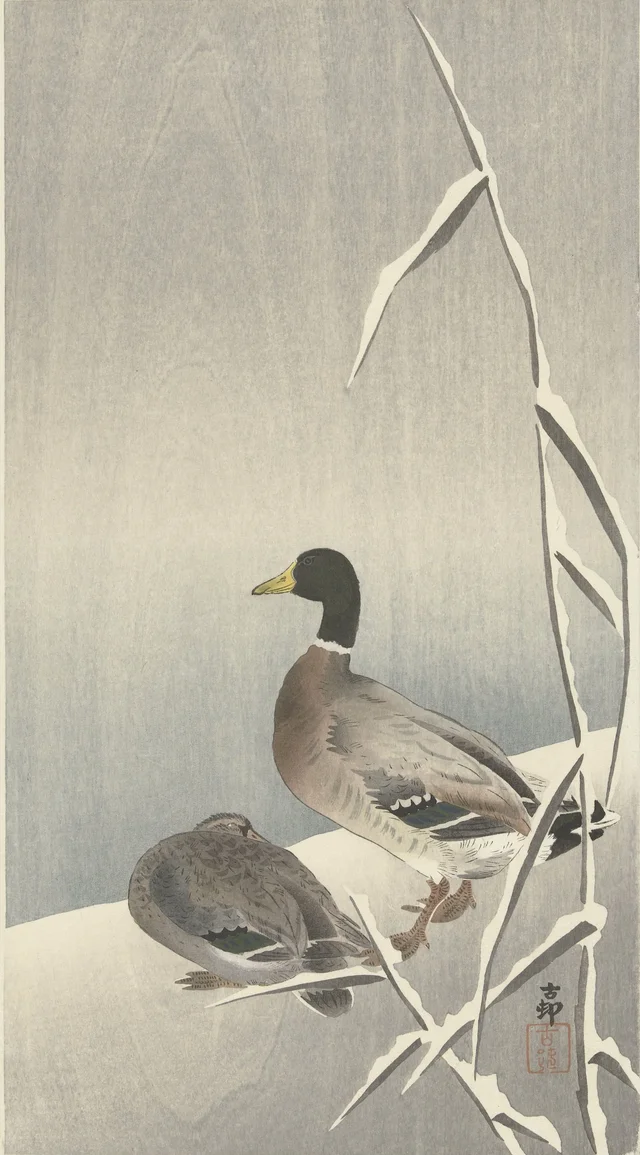 Deux canards sur une rive de roseaux enneigée