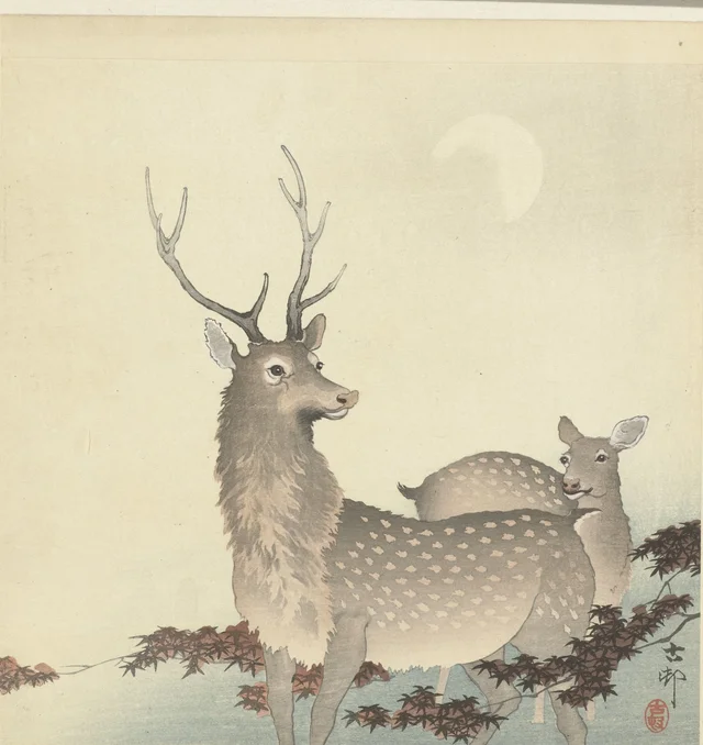 Deux cerfs