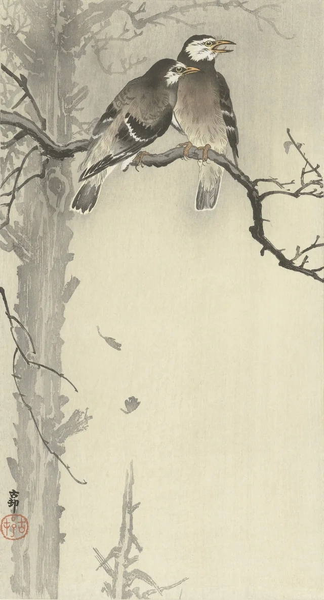 Deux étourneaux gris