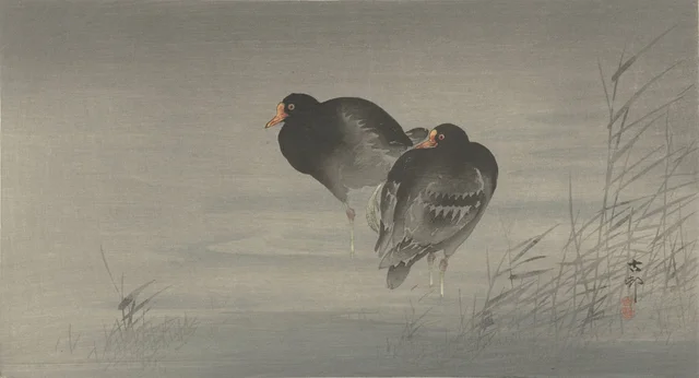 Deux gallinules poules-d'eau