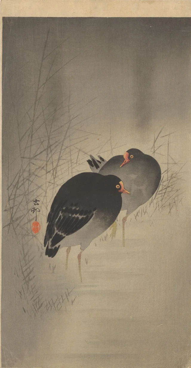 Deux gallinules poules-d'eau
