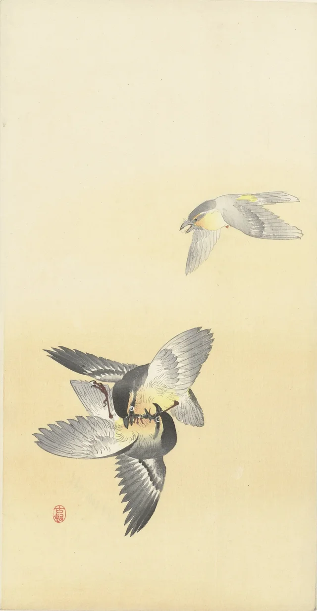 Deux oiseaux qui se battent