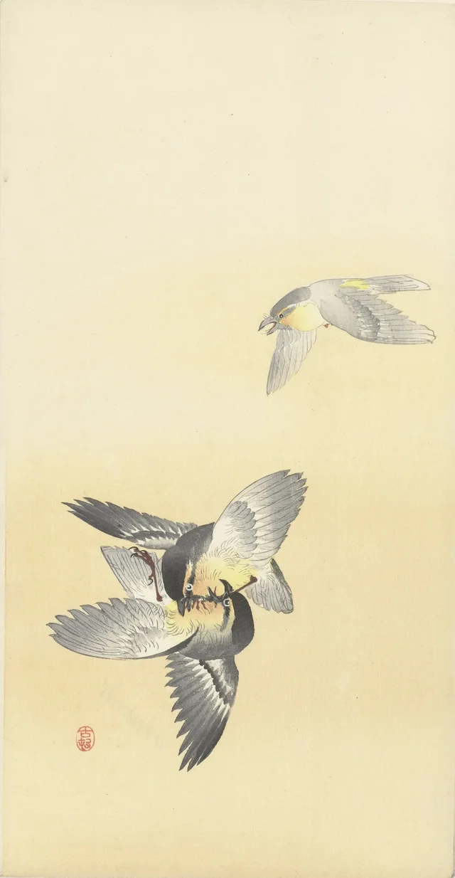 Dos pájaros peleándose
