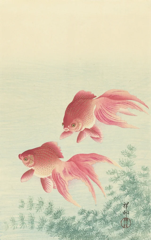 Deux poissons rouges à queue de voile