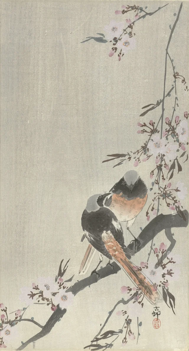 Deux rougequeues aurores et cerisier en fleurs