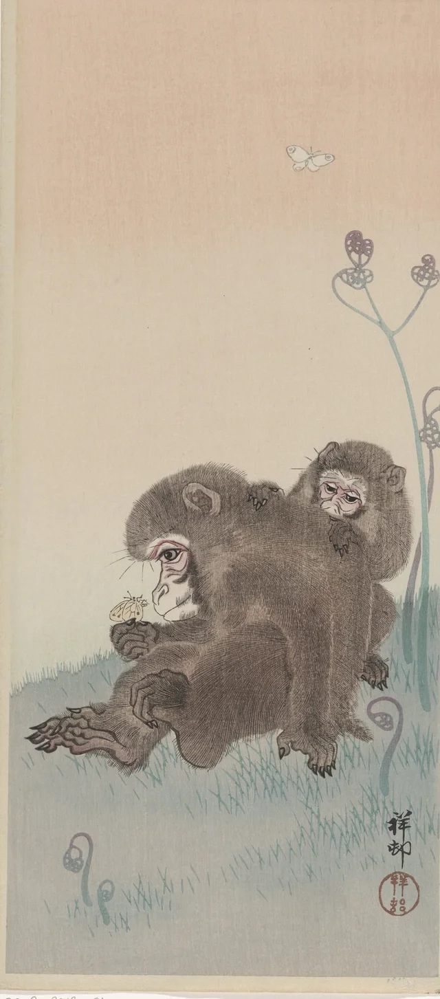 Deux singes et un papillon