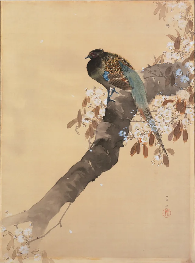 Faisan sur une branche de cerisier en fleurs