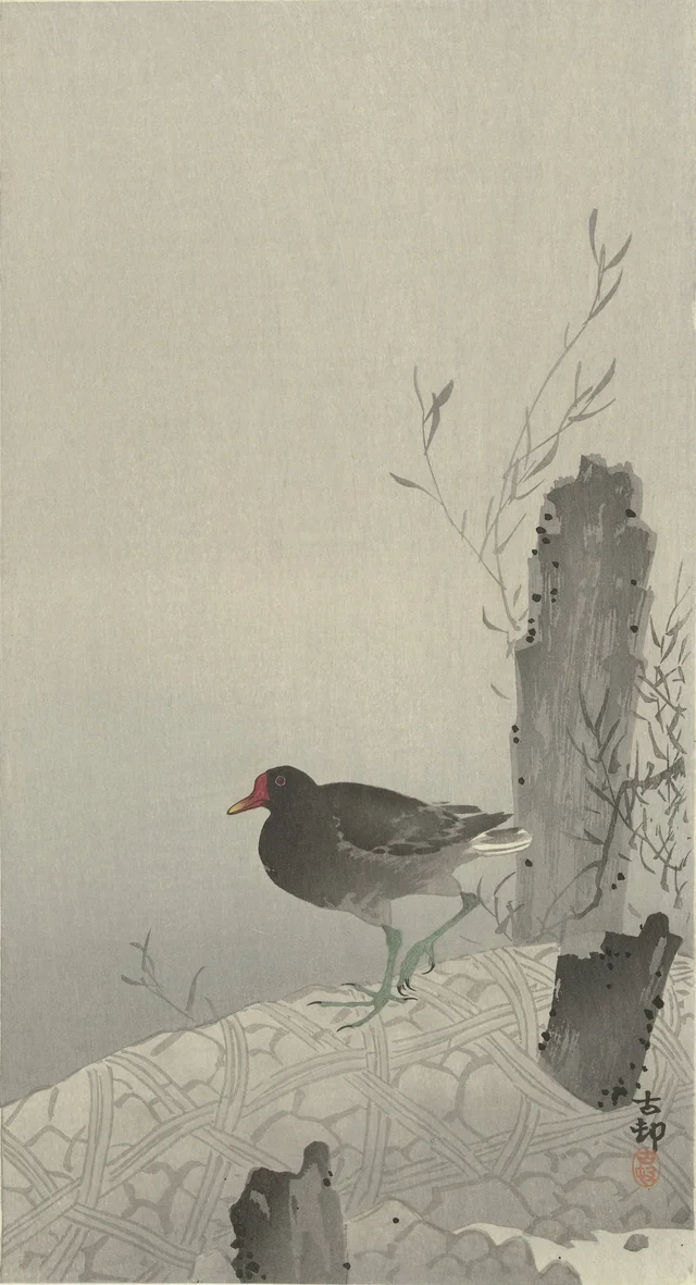 Gallinule poule-d'eau