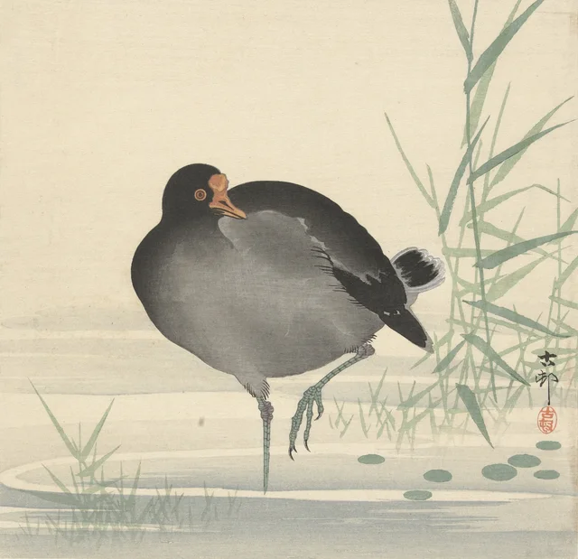 Gallinule poule-d'eau