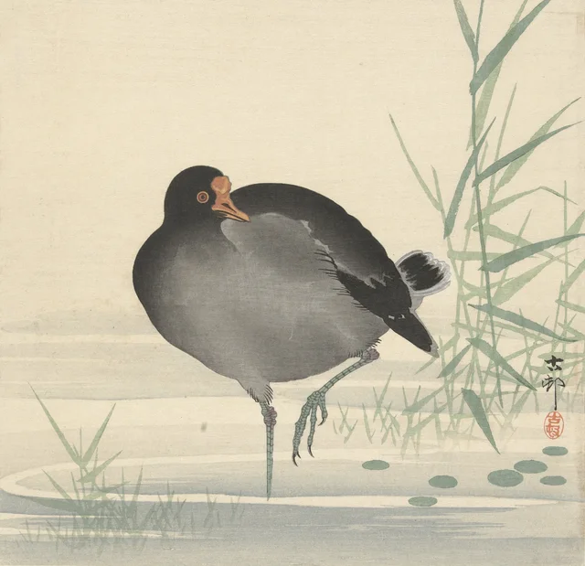 Polla de agua, Ohara Koson
