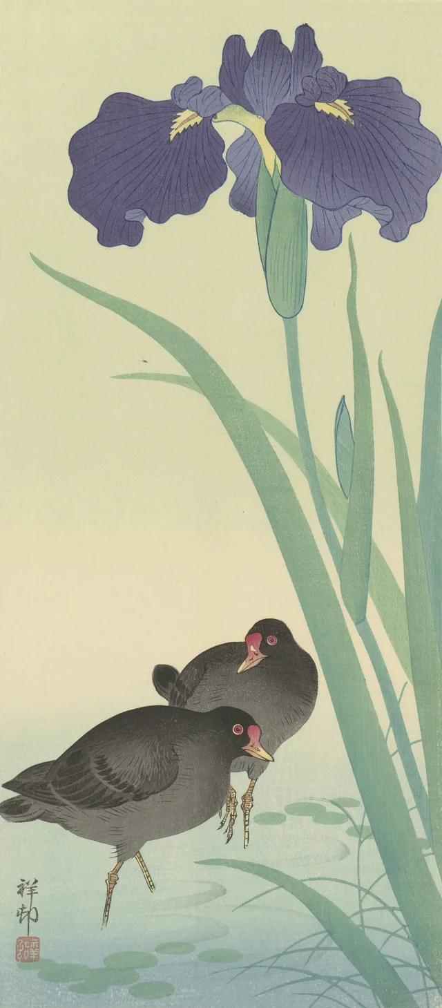 Gallinules poules-d'eau et iris