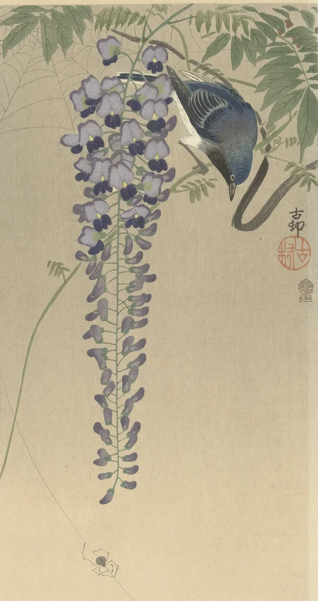 Gobemouche près d'une glycine