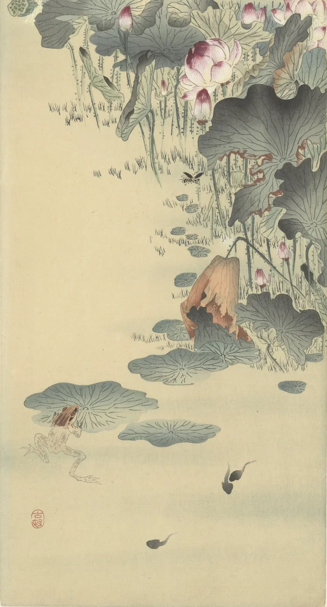 Grenouille et têtards