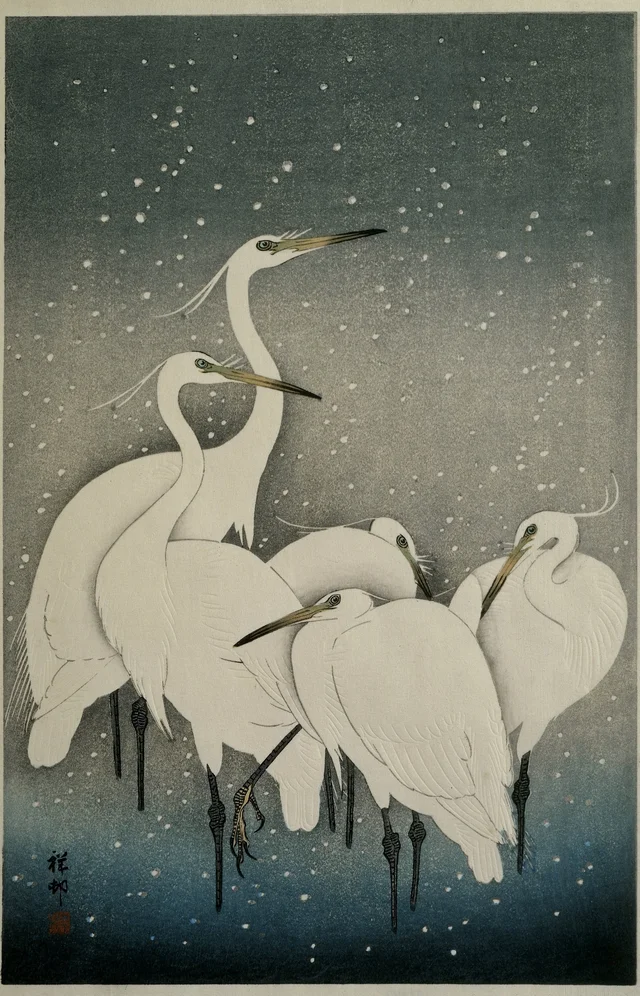 Groupe d'aigrettes dans la neige