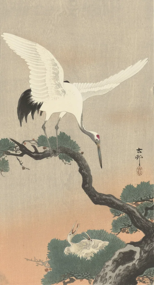 Grue du Japon sur une branche de pin